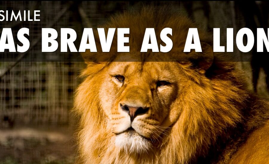 As brave as a brave as a lion, As courageous as a hawk in flight & More 2 Untitled design 32