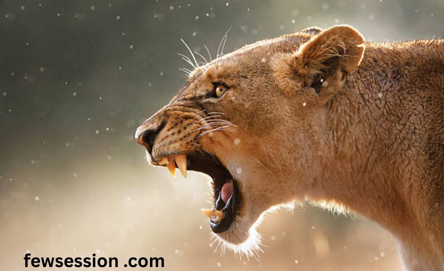 As fierce as which animal, Similes for Animals & Many More 2 Your paragraph text 23
