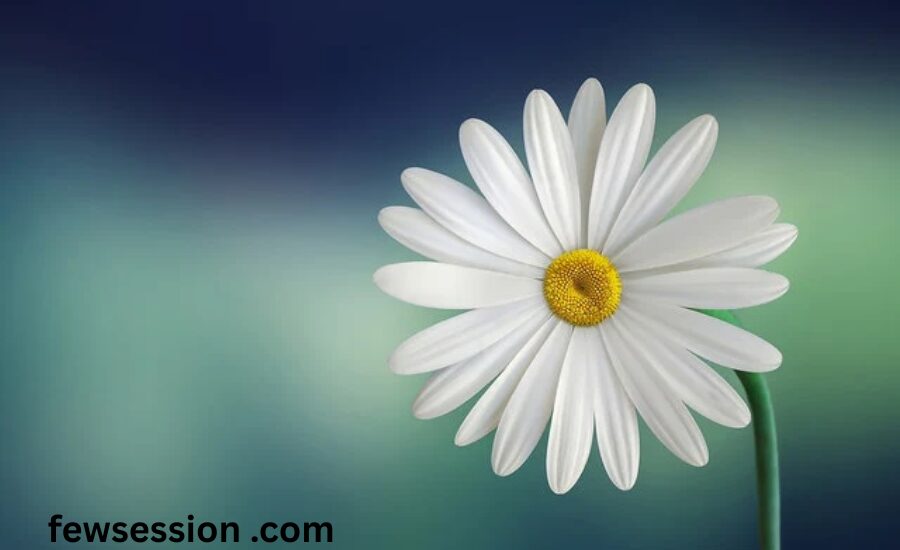 Flower idioms A Bed of Roses, Flower of the Flock & More 3 Your paragraph text 33