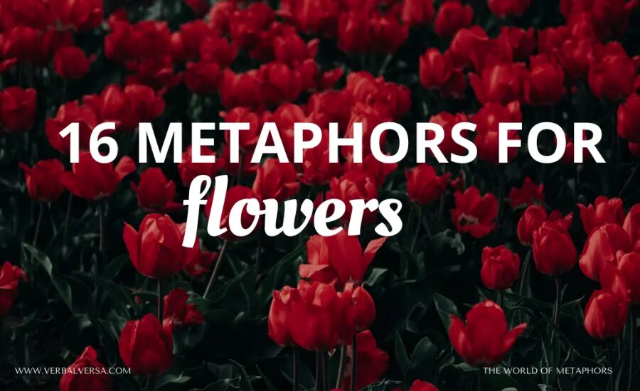 Flower metaphors Flowers are Wonders, He’s a Violet & More 2 Your paragraph text 55